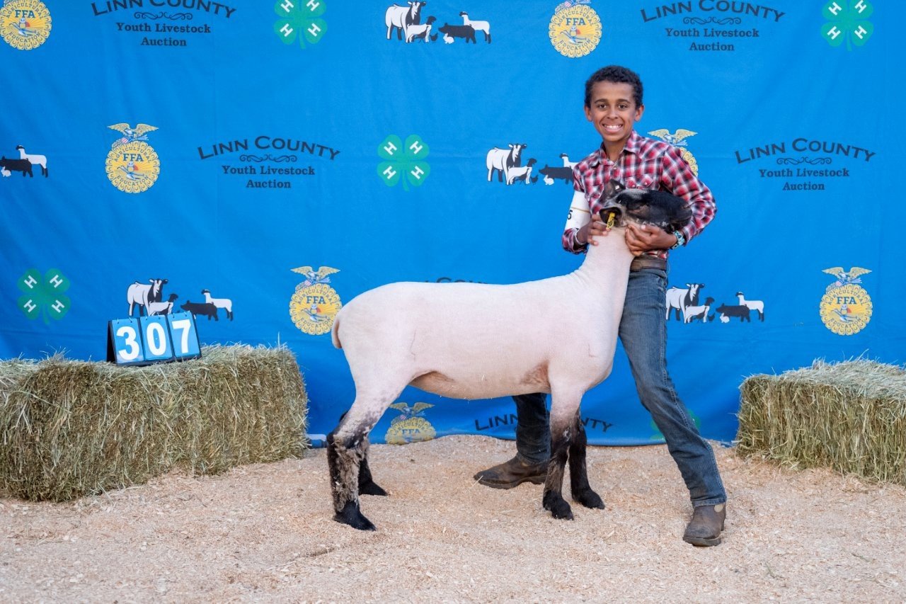 Sheep 307 (1 of 1).jpg