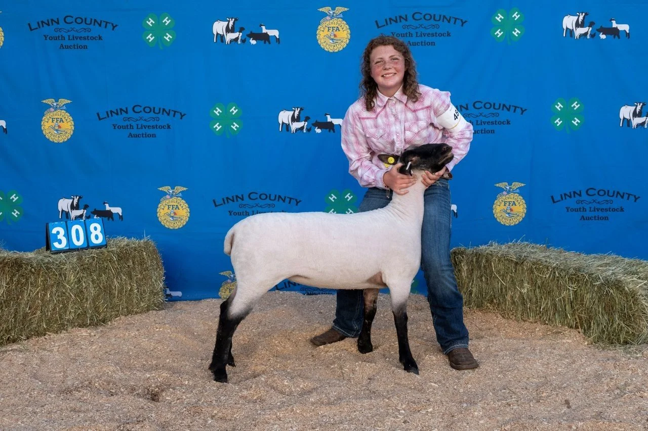 Sheep 308 (1 of 1).jpg