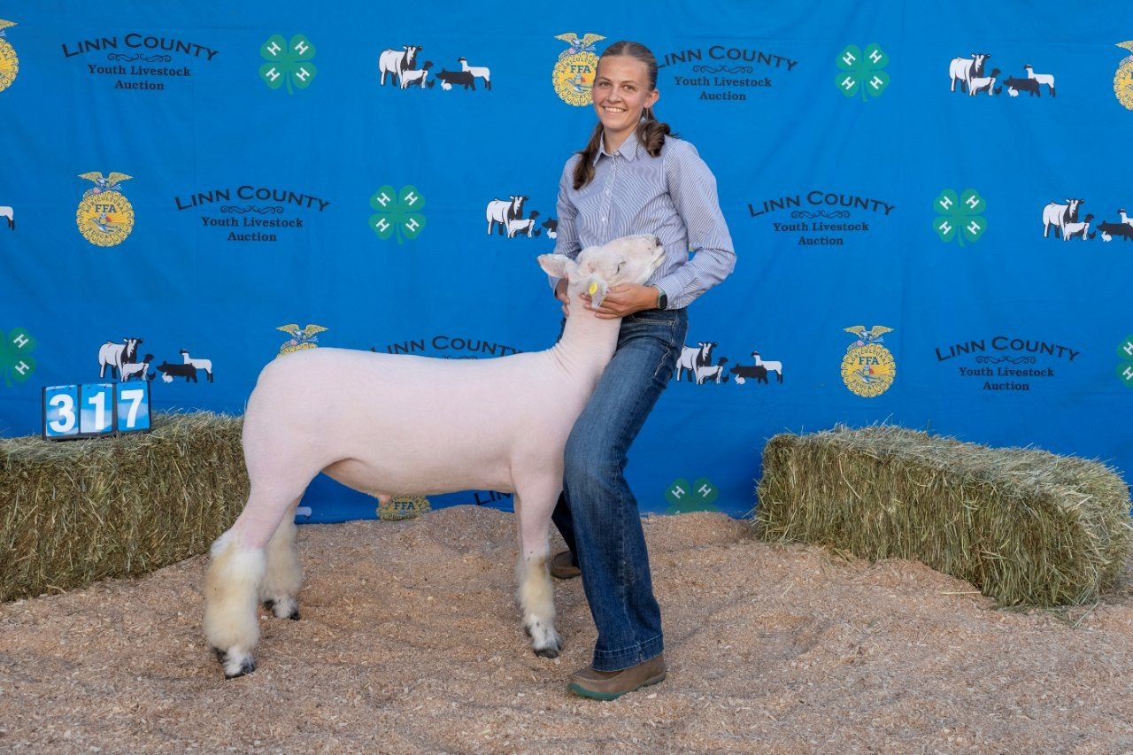 Sheep 317 (1 of 1).jpg