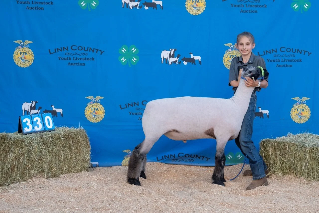 Sheep 330 (1 of 1).jpg