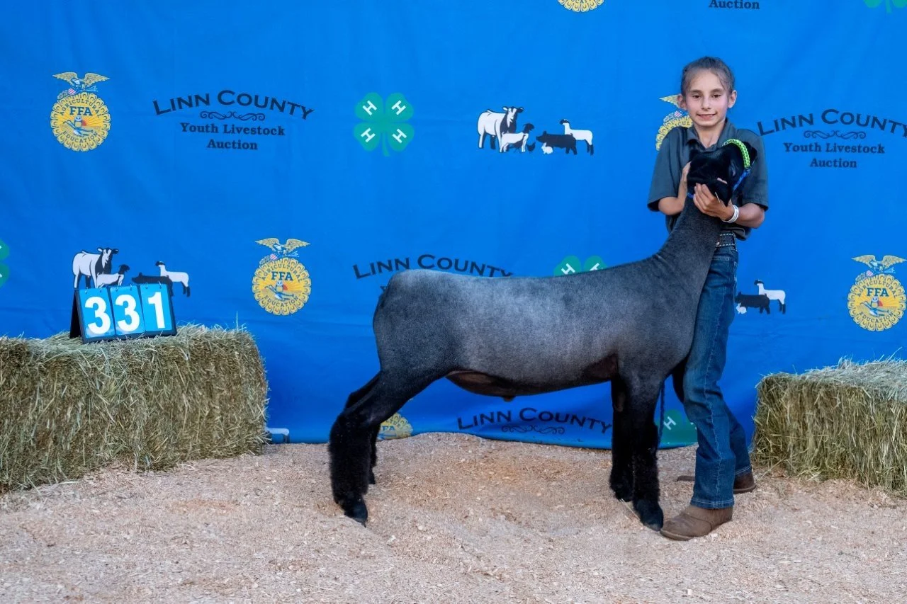 Sheep 331 (1 of 1).jpg