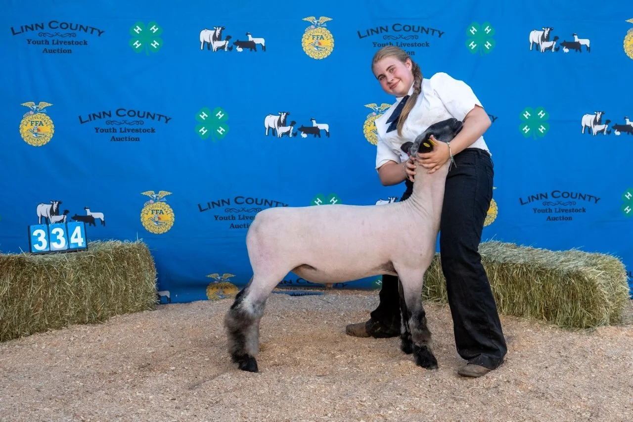 Sheep 334 (1 of 1).jpg