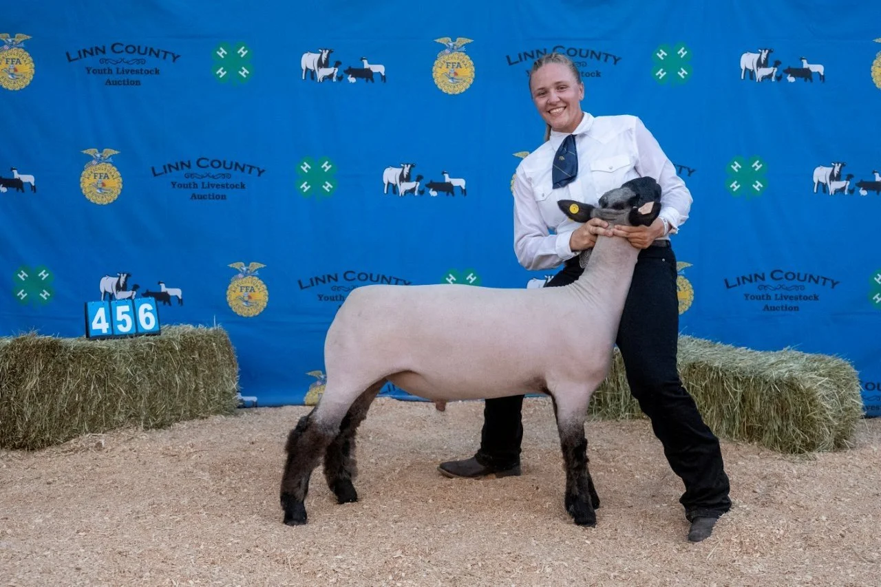 Sheep 456 (1 of 1).jpg
