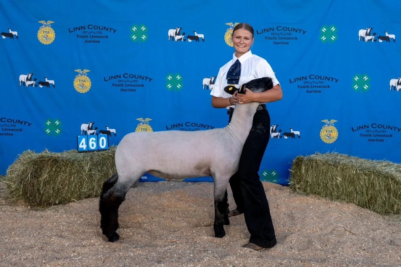 Sheep 460 (1 of 1).jpg