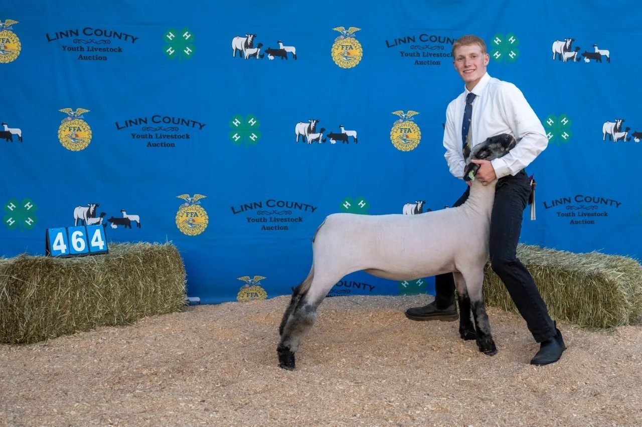 Sheep 464 (1 of 1).jpg