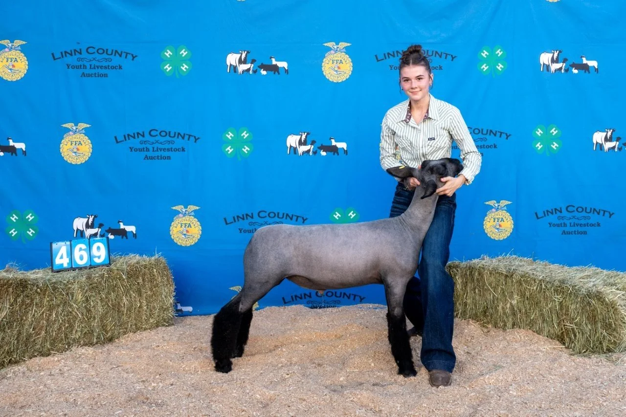 Sheep 469 (1 of 1).jpg