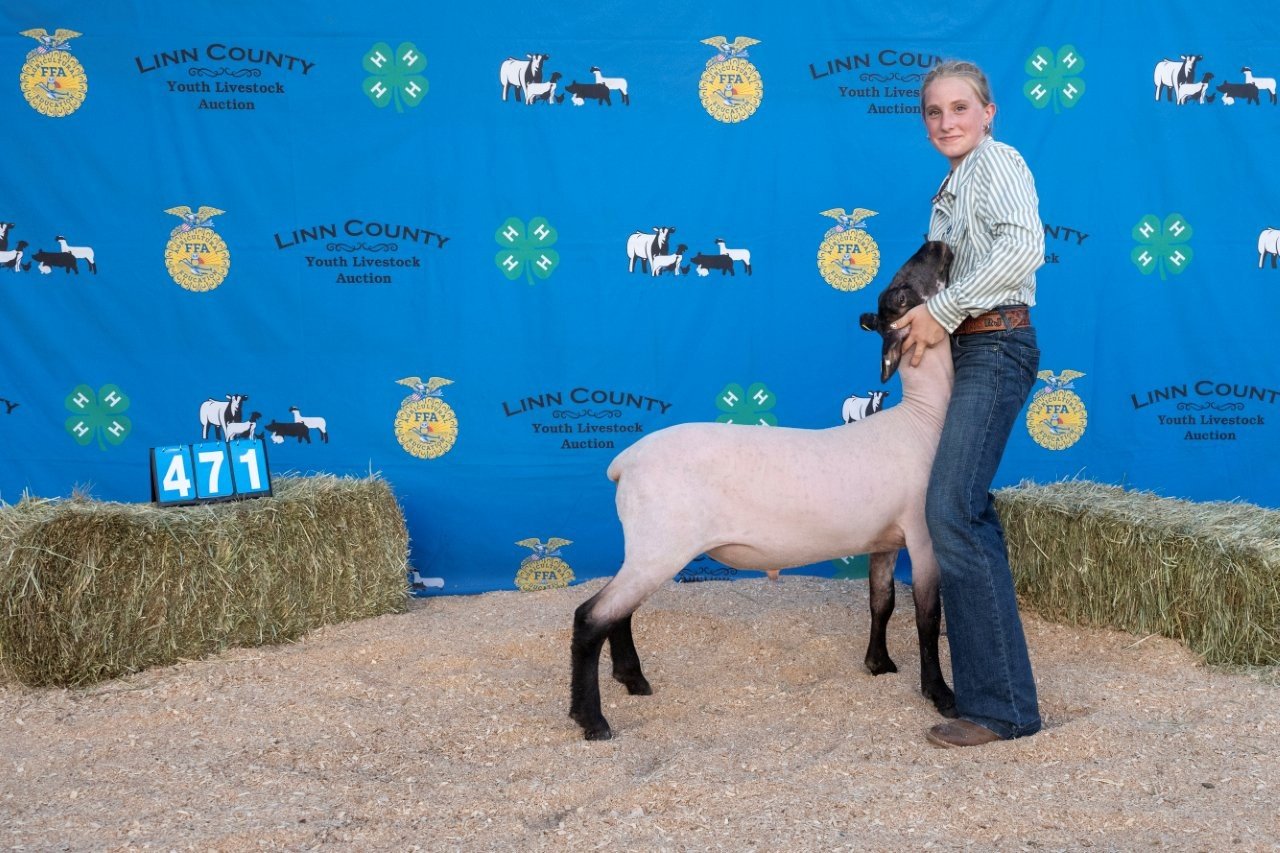Sheep 471 (1 of 1).jpg