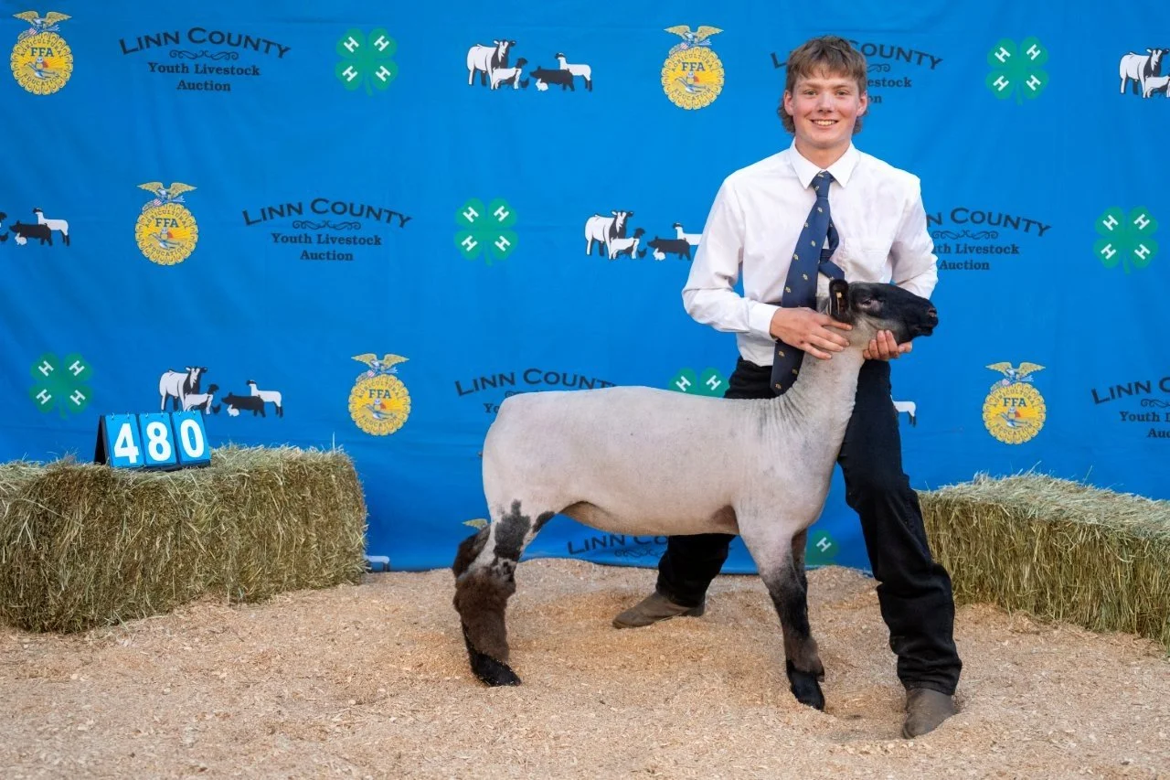 Sheep 480 (1 of 1).jpg