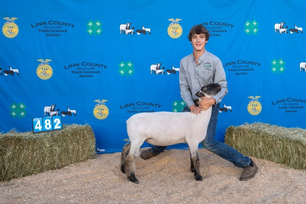 Sheep 482 (1 of 1).jpg