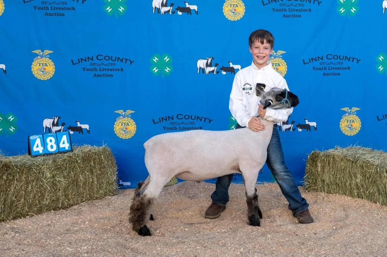 Sheep 484 (1 of 1).jpg