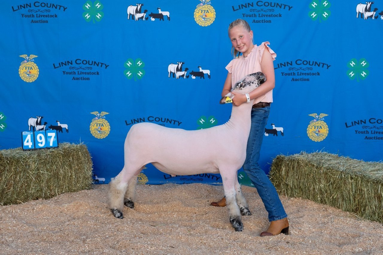 Sheep 497 (1 of 1).jpg