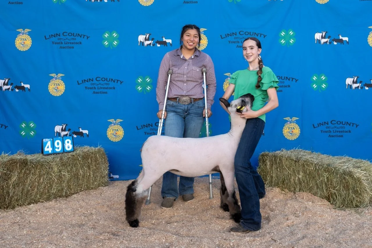 Sheep 498 (1 of 1).jpg
