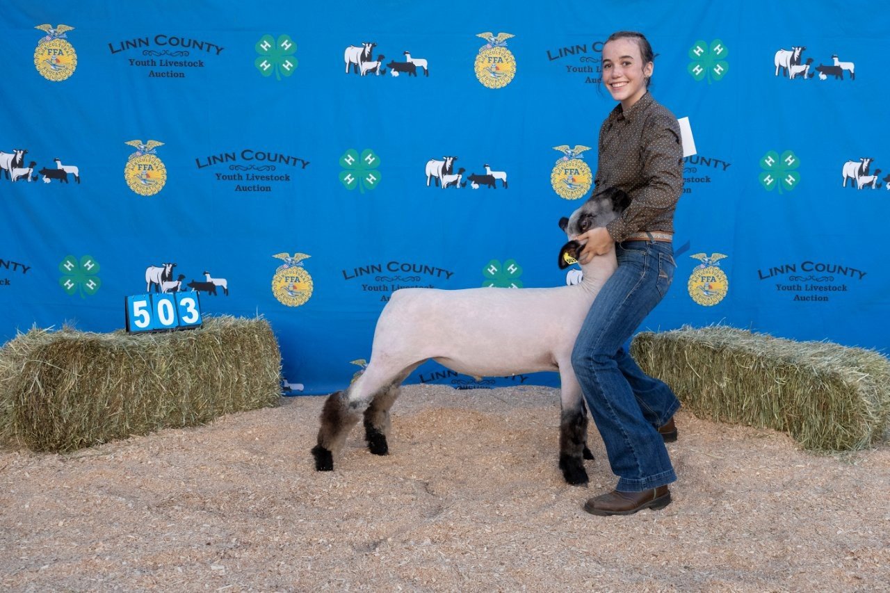 Sheep 503 (1 of 1).jpg