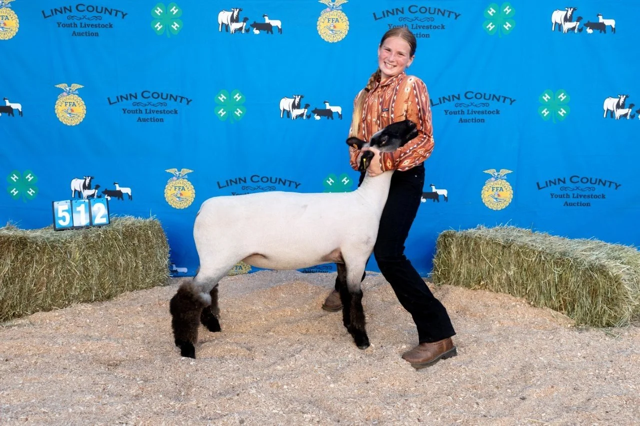 Sheep 512 (1 of 1).jpg