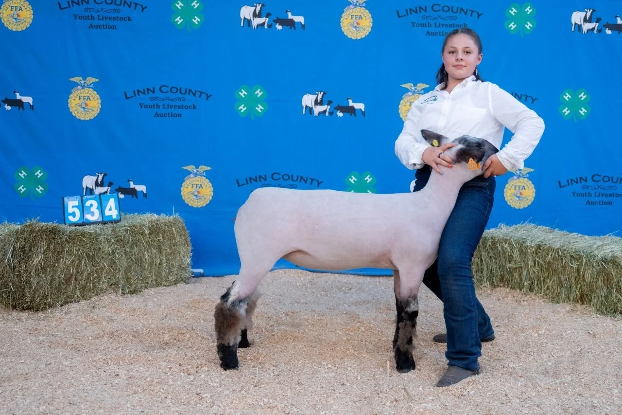 Sheep 534 (1 of 1).jpg