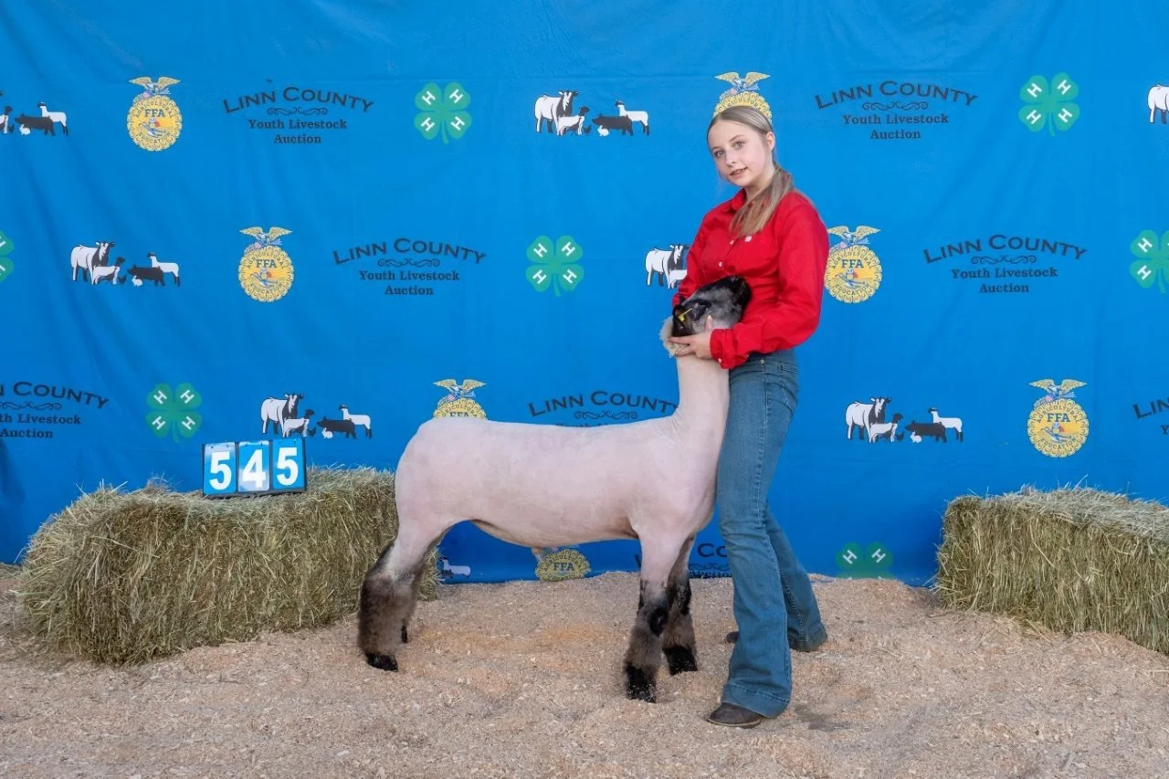 Sheep 545 (1 of 1).jpg