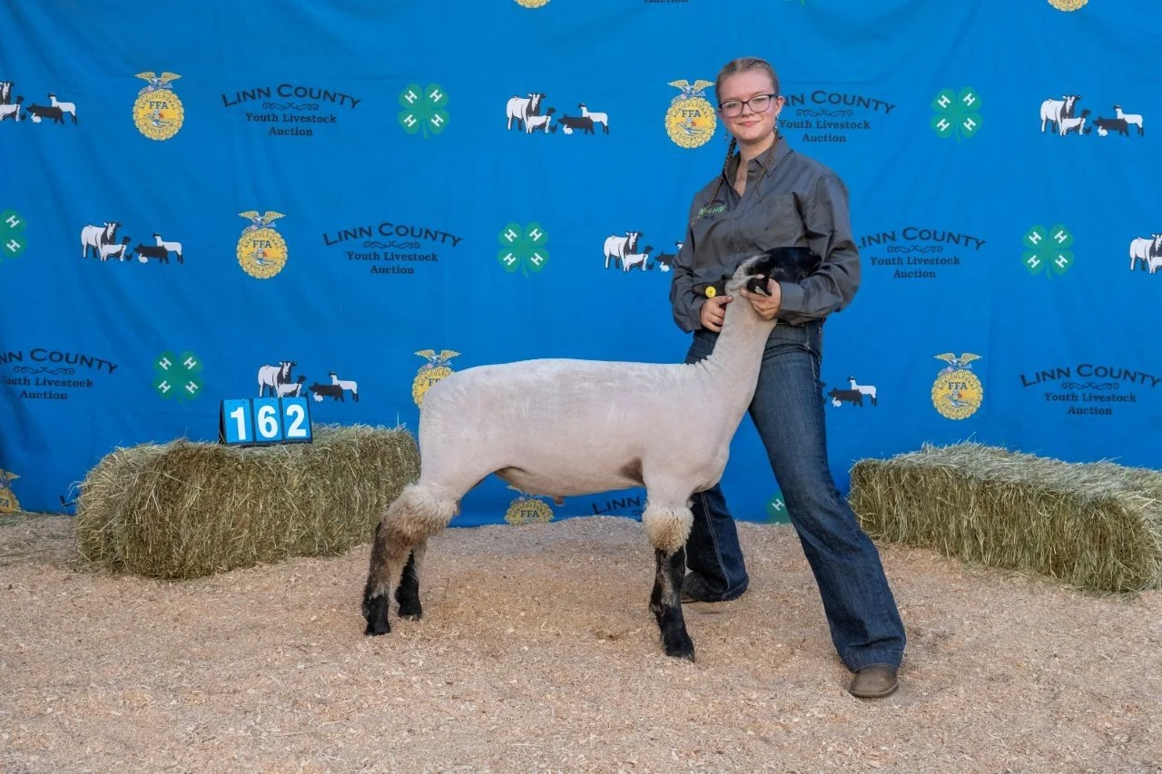 Sheep 162 (1 of 1).jpg