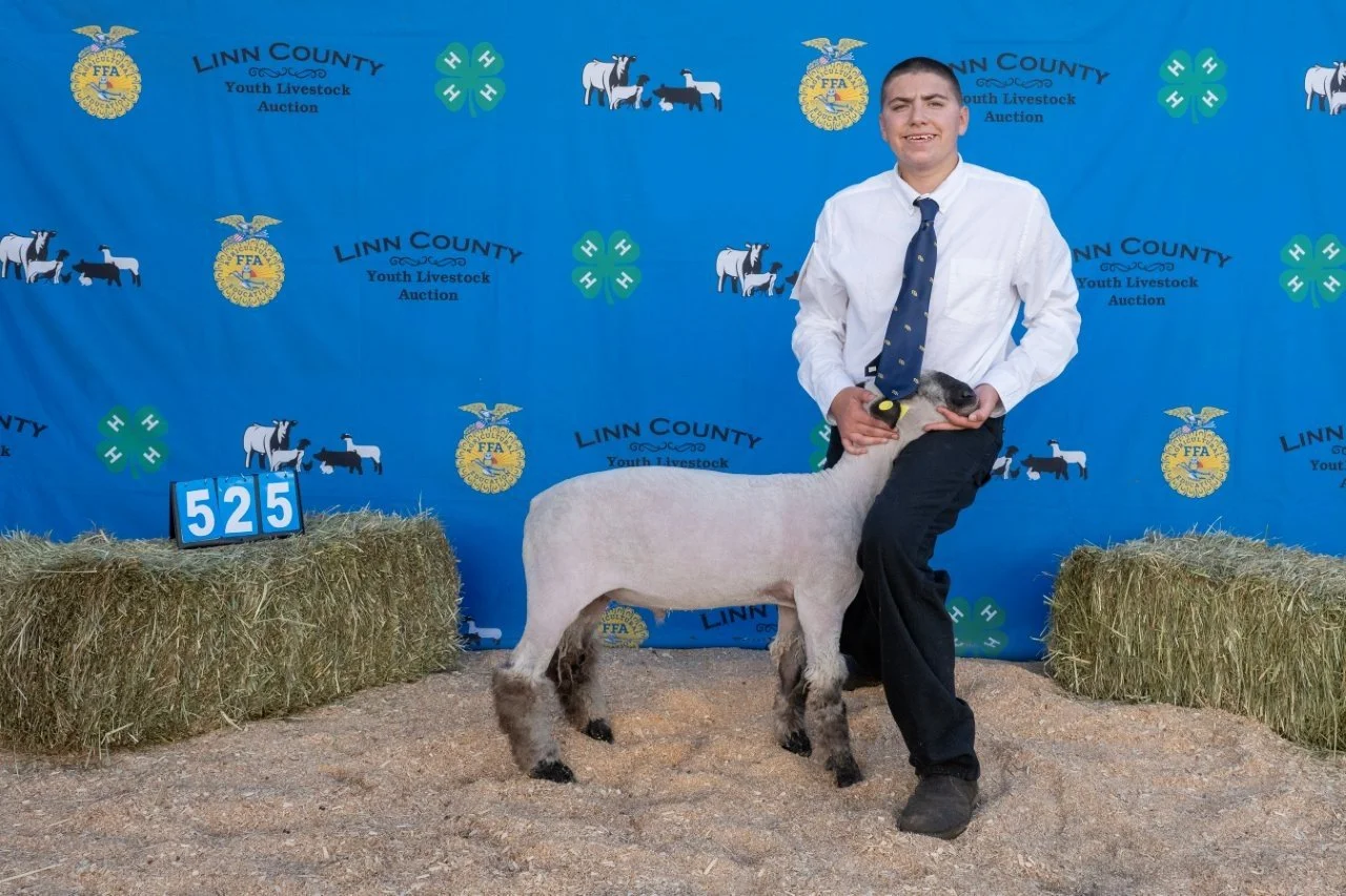 Sheep 525 (1 of 1).jpg