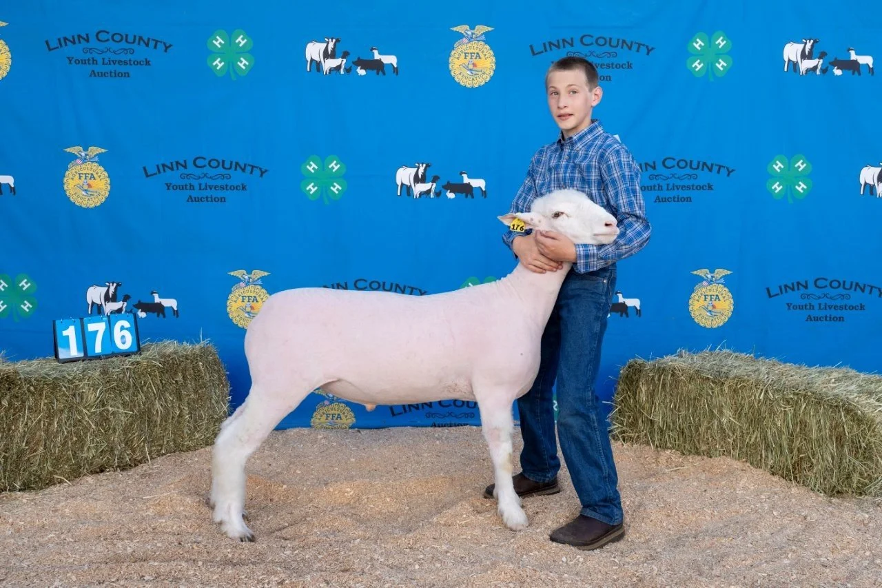 Sheep 176 (1 of 1).jpg