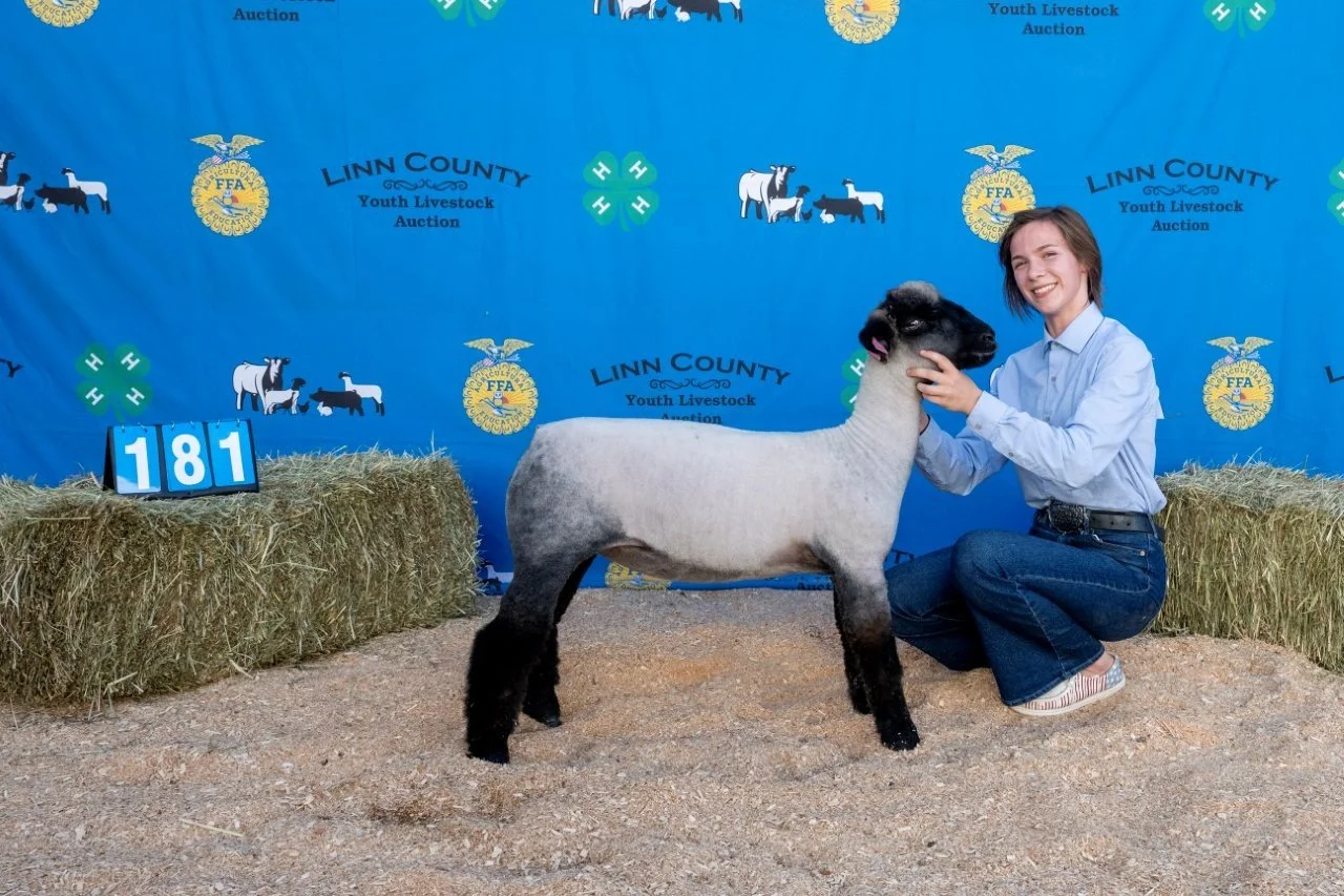 Sheep 181 (1 of 1).jpg