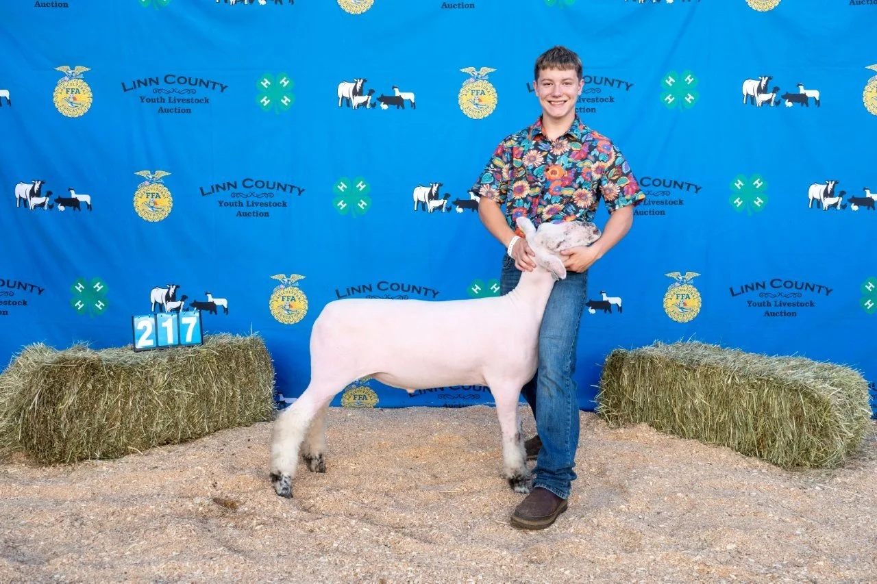Sheep 217 (1 of 1).jpg