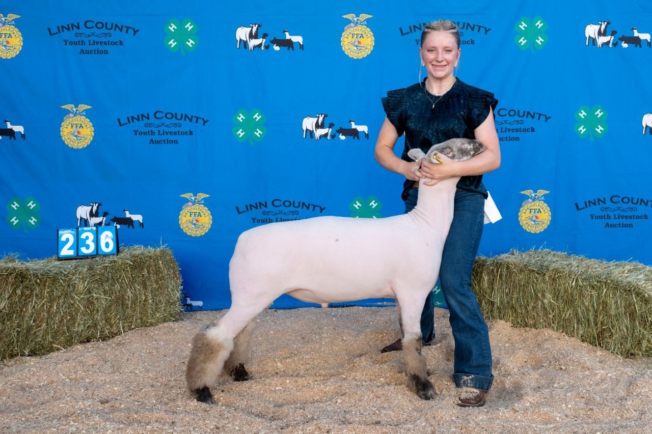 Sheep 236 (1 of 1).jpg