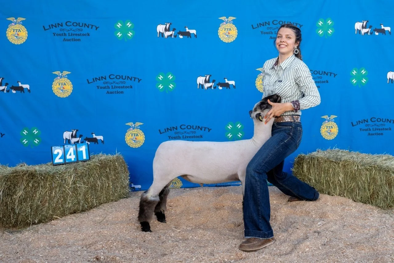 Sheep 241 (1 of 1).jpg