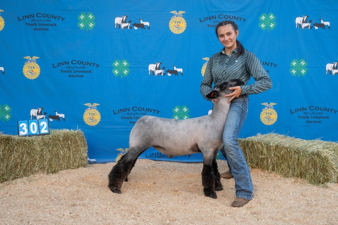 Sheep 302 (1 of 1).jpg