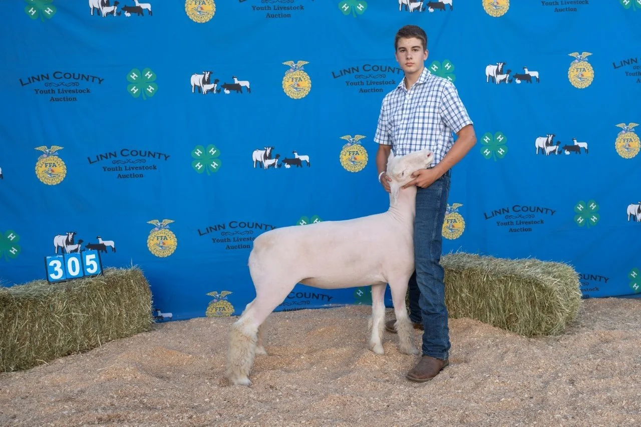 Sheep 305 (1 of 1).jpg
