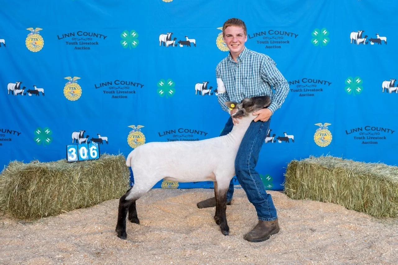 Sheep 306 (1 of 1).jpg
