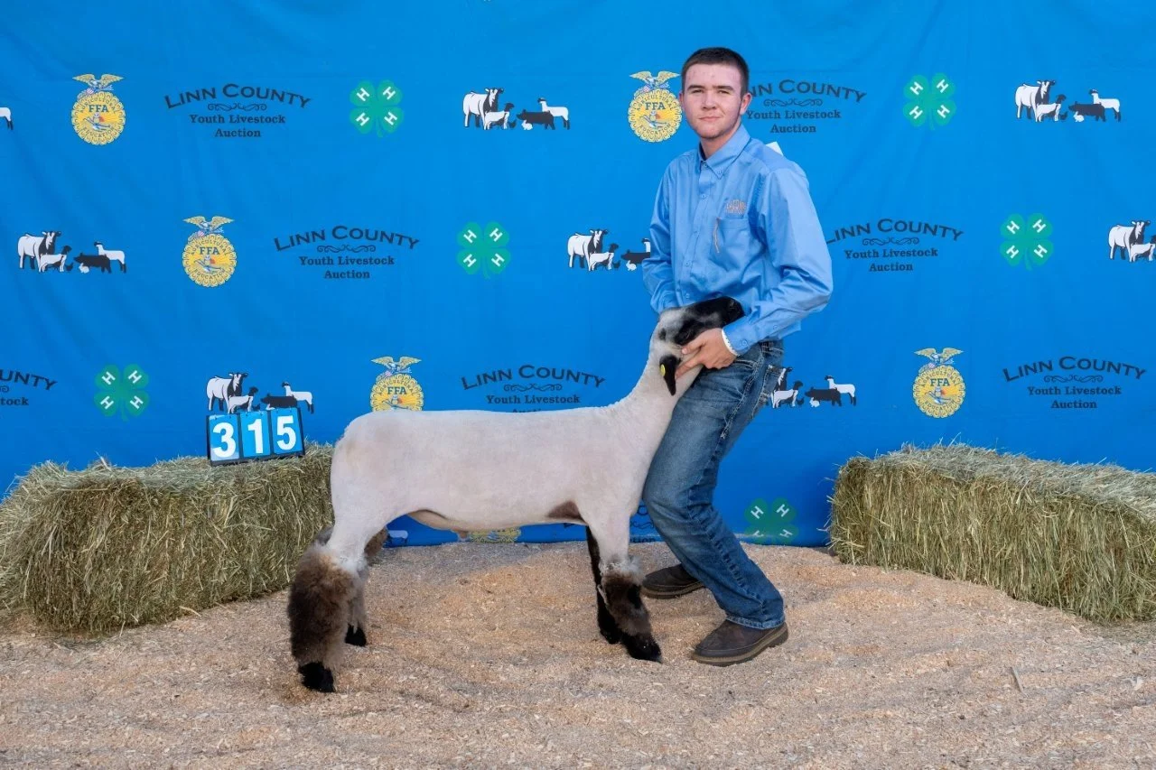 Sheep 315 (1 of 1).jpg