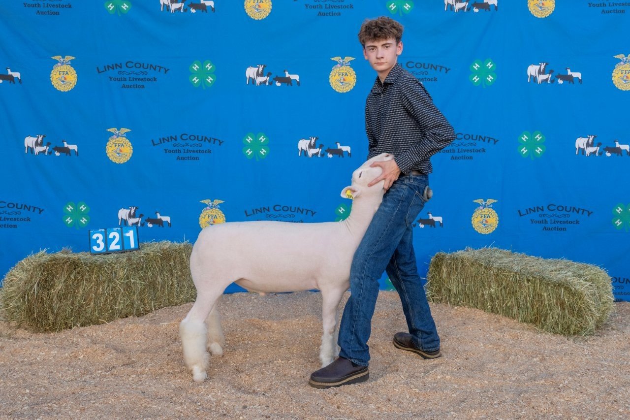 Sheep 321 (1 of 1).jpg