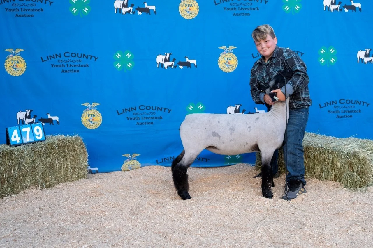 Sheep 479 (1 of 1).jpg