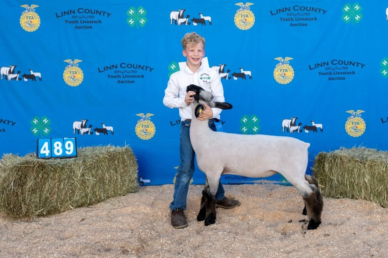 Sheep 489 (1 of 1).jpg