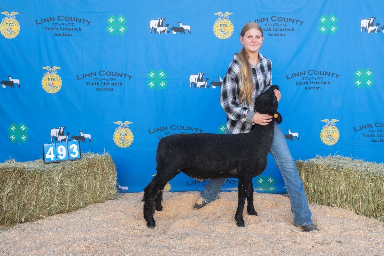 Sheep 493 (1 of 1).jpg