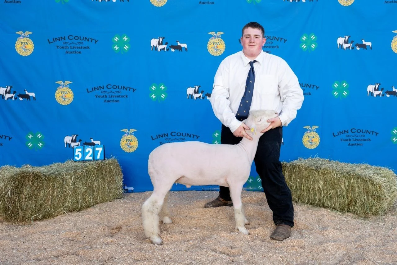 Sheep 527 (1 of 1).jpg