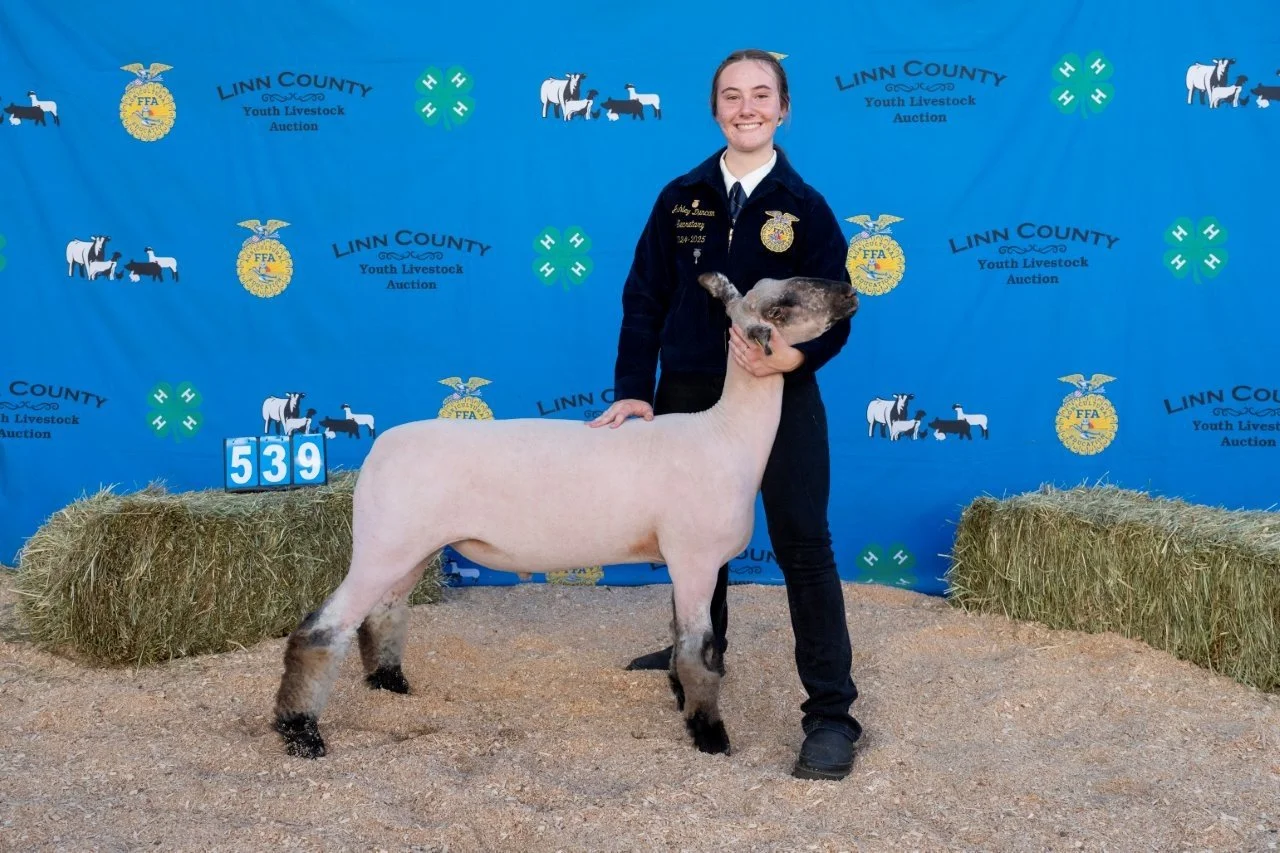 Sheep 539 (1 of 1).jpg