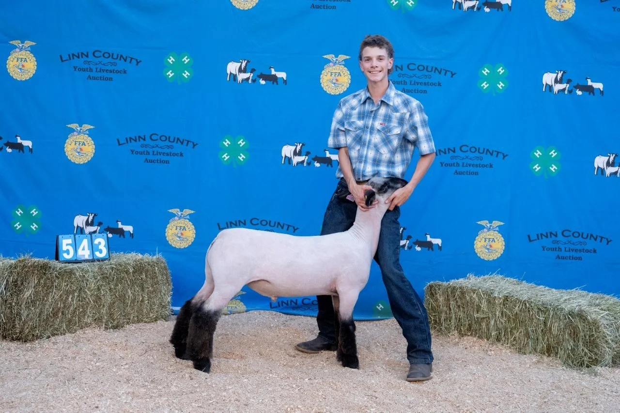 Sheep 543 (1 of 1).jpg