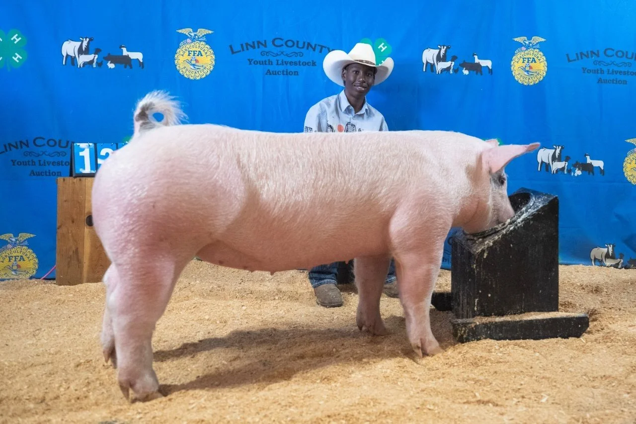 Swine 129  (1 of 1).jpg
