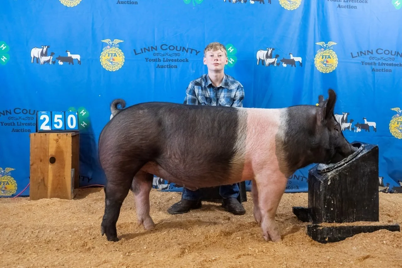 Swine 250 (1 of 15).jpg