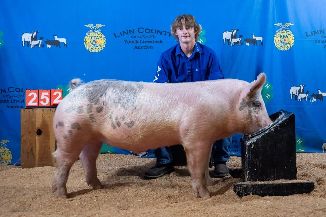 Swine 252 (1 of 1).jpg