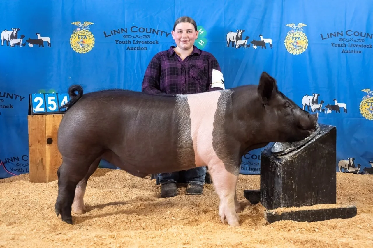 Swine 254 (1 of 1).jpg