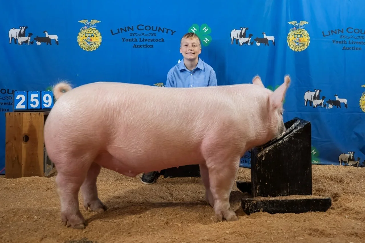 Swine 259 (1 of 1).jpg