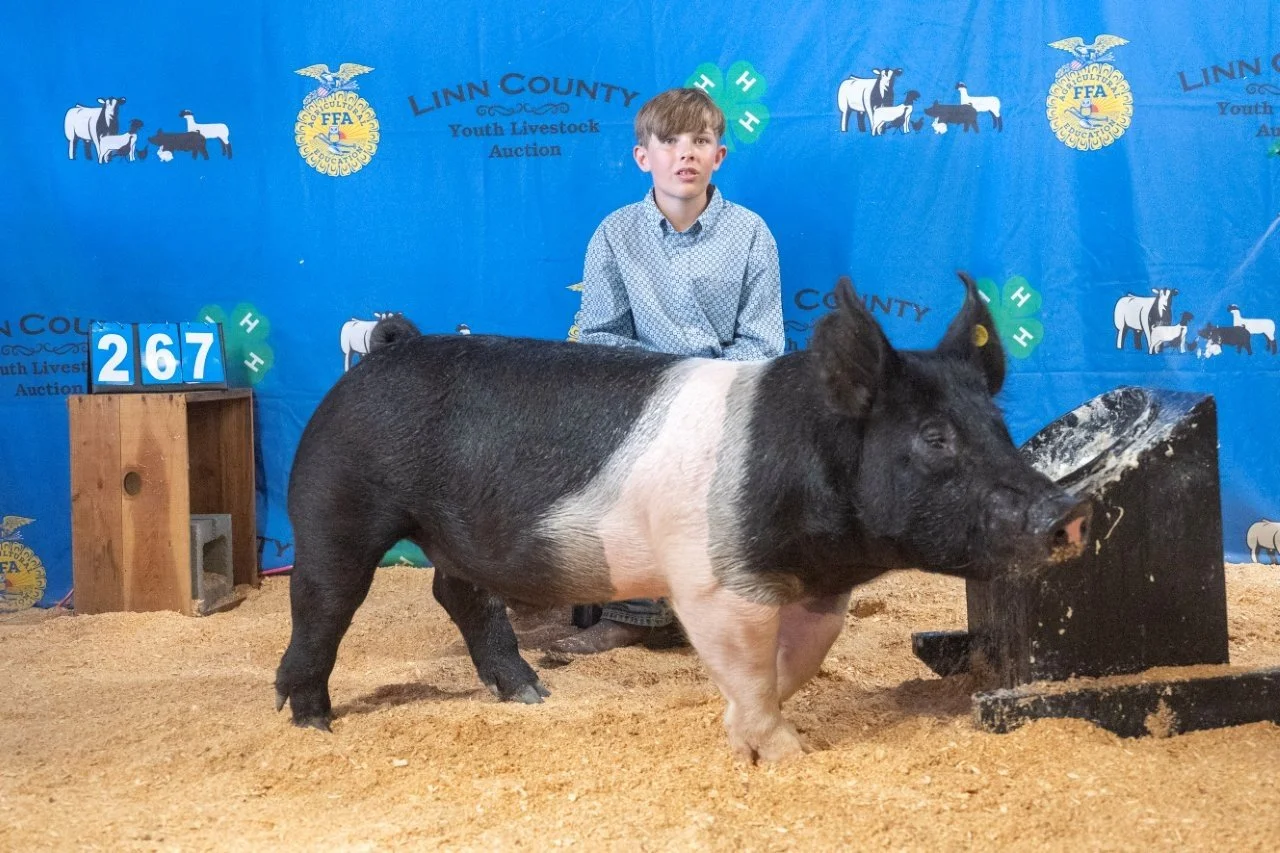Swine 267 (1 of 1).jpg