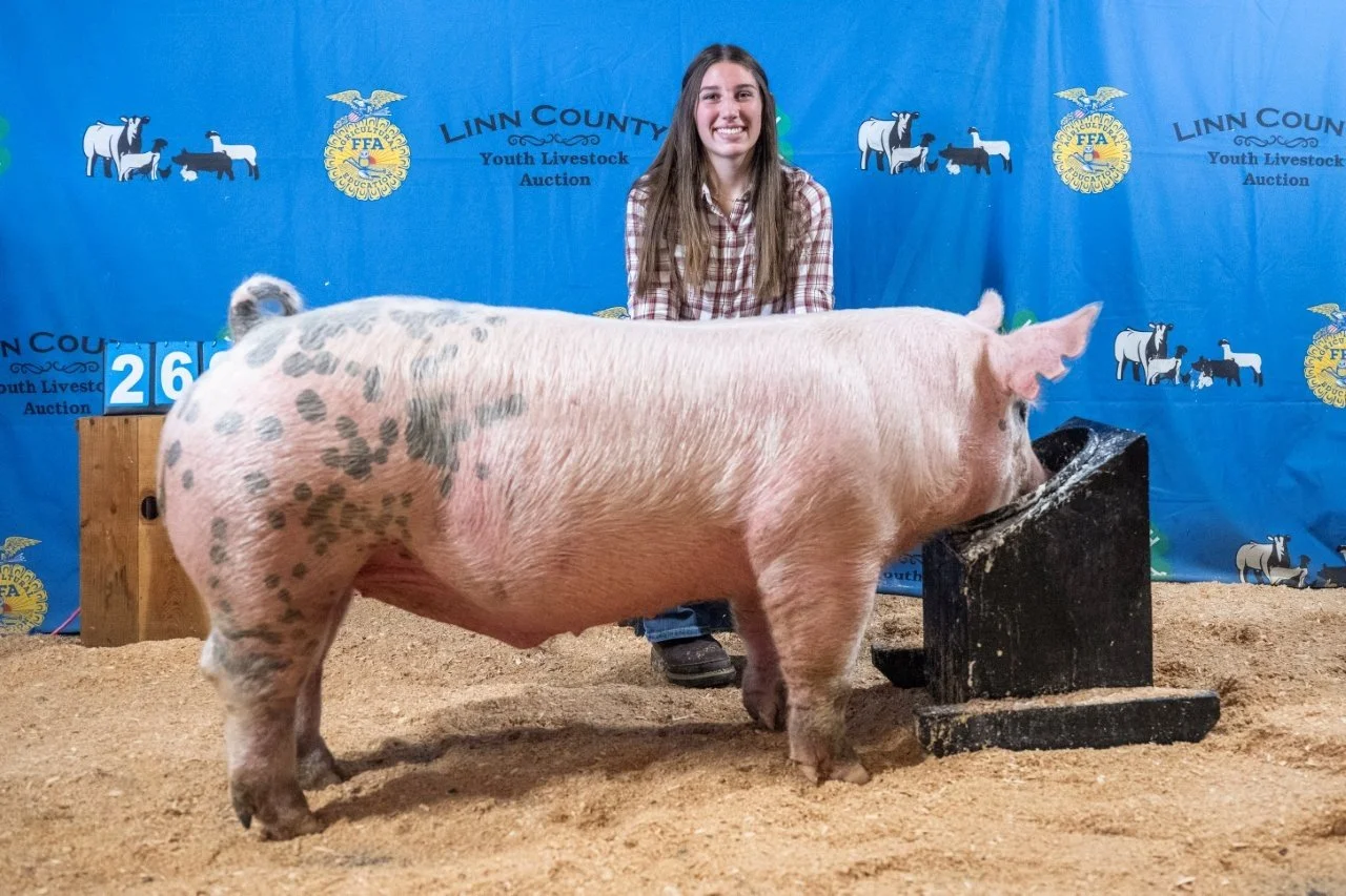 Swine 268.jpg