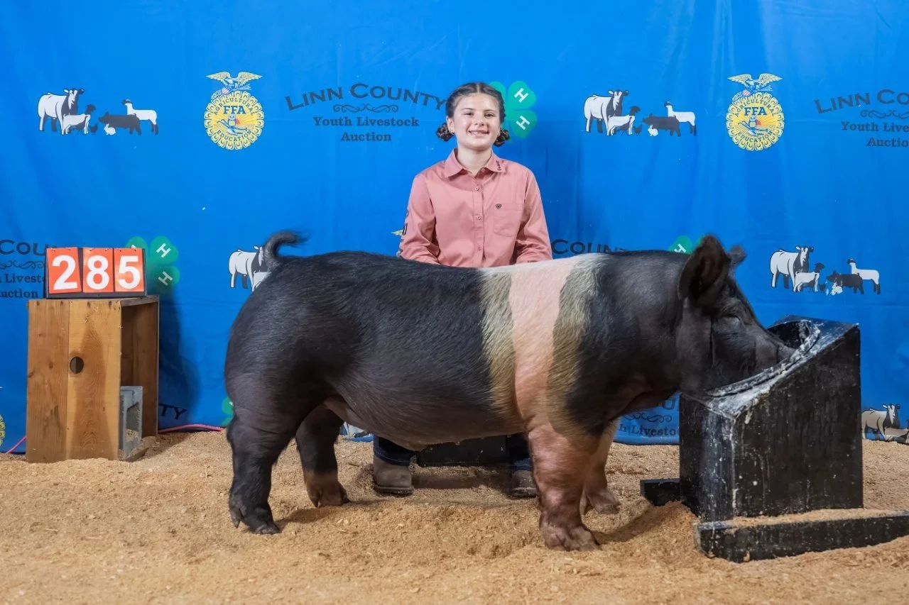 Swine 285 (1 of 1).jpg