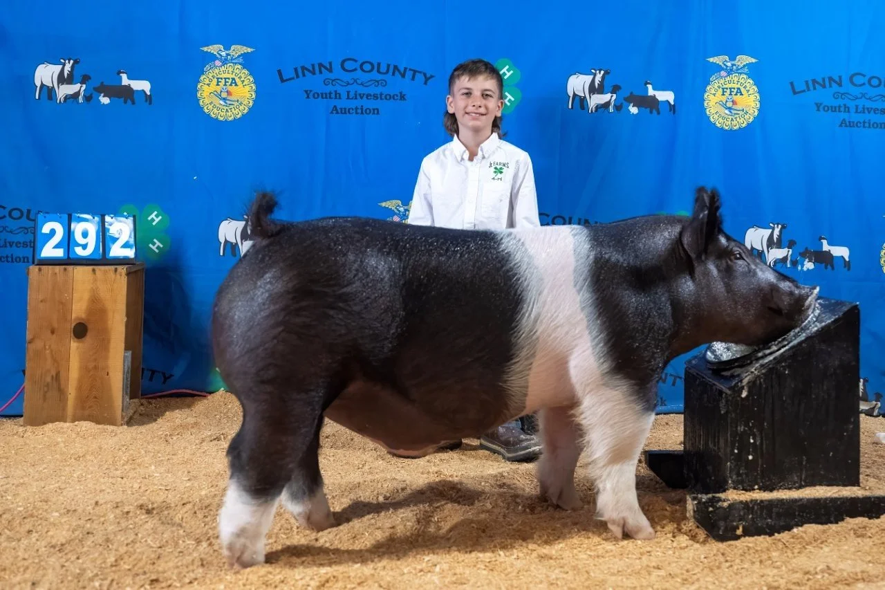 Swine 292 (Might be 298) (1 of 1).jpg