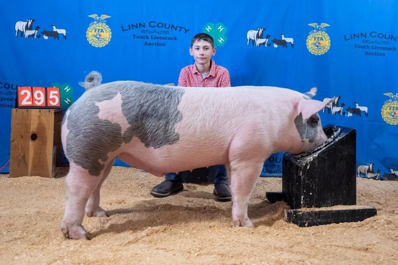 Swine 295 (1 of 1).jpg