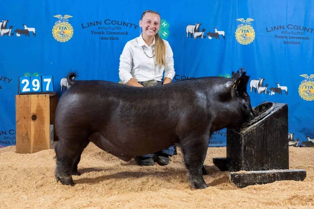 Swine 297 (1 of 1).jpg