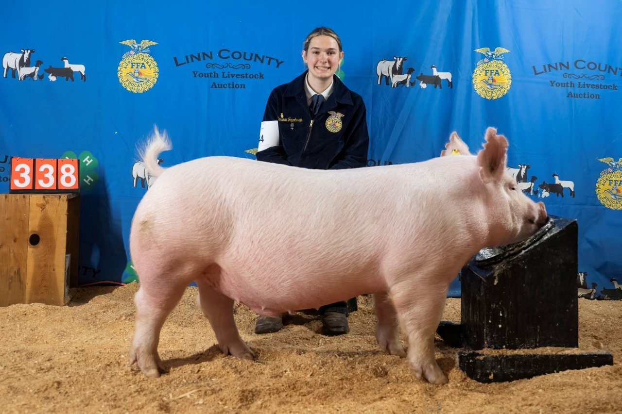 Swine 338 (1 of 1).jpg